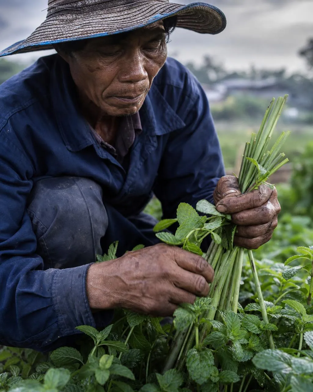 Hands gathering fresh lemongrass and mint in a Thai botanical garden