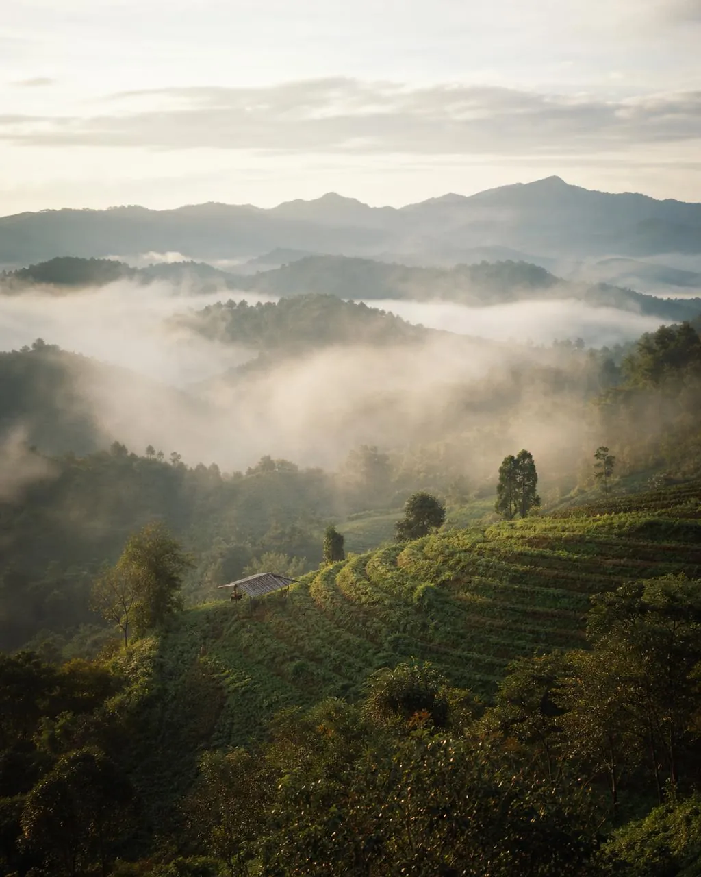 Misty highland slopes of northern Thailand at dawn where shnort botanicals grow
